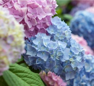 Hydrangea ©Adobe stock