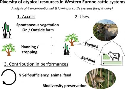 Atypical resources in Western Europe cattle systems