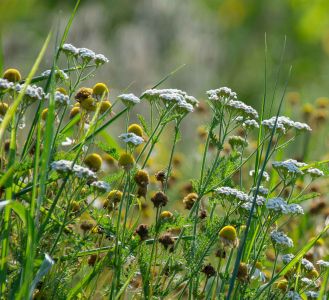 plantes adventices