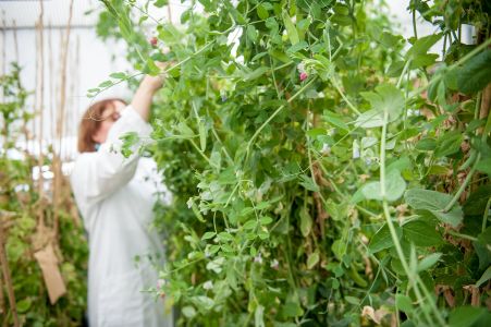 Plants de pois de différentes variétés cultivés en serre, INRAE Dijon