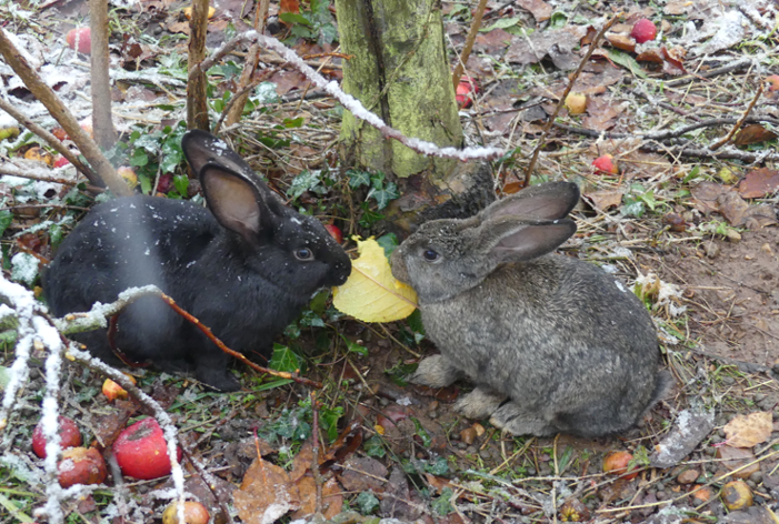 lapins en plein air
