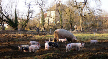 Des éleveurs de porcs en agriculture biologique