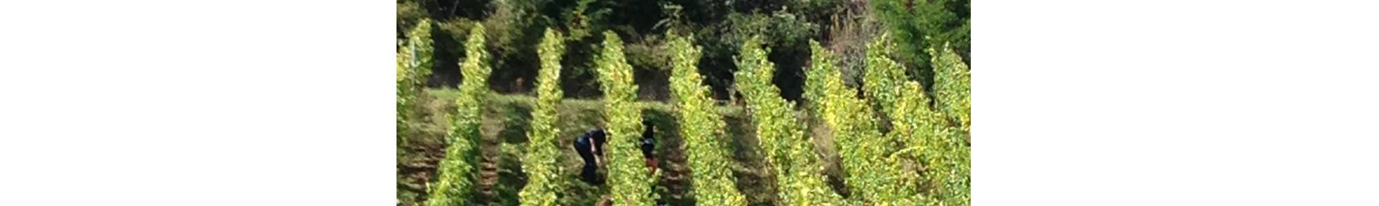 Parcelles de vignes