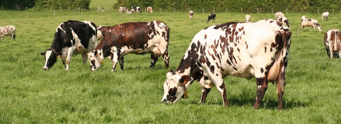Vaches normandes en paturage