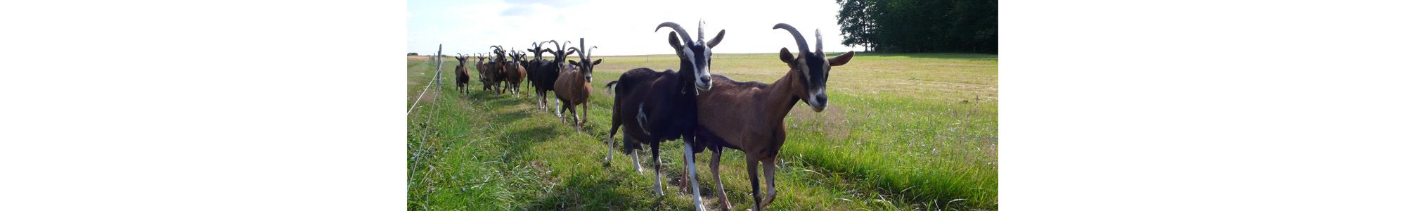 Chèvres en pâturage
