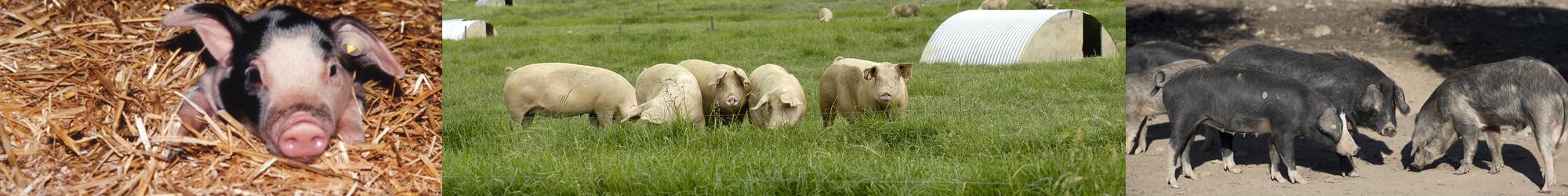 Groupe Filière porcine : Elevage de porcs en pleine air intégral.