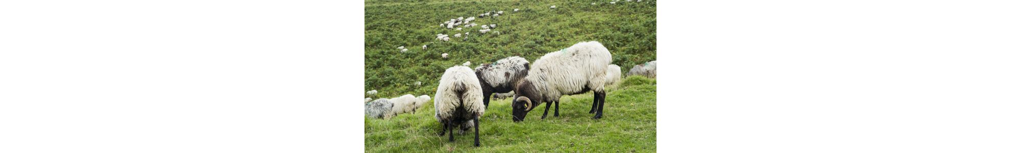 Publication d'un article dans Agroecology and sustainable food systems