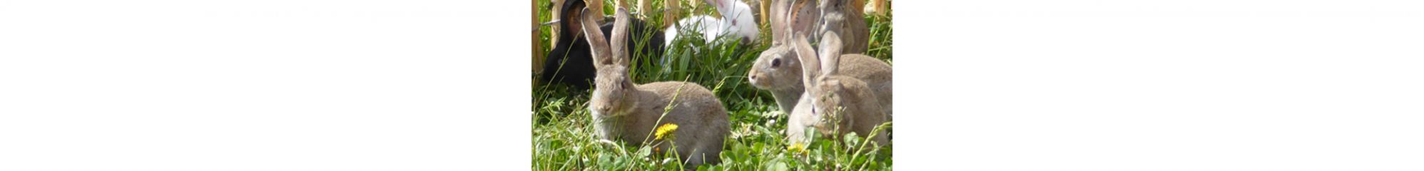 lapins en plein air