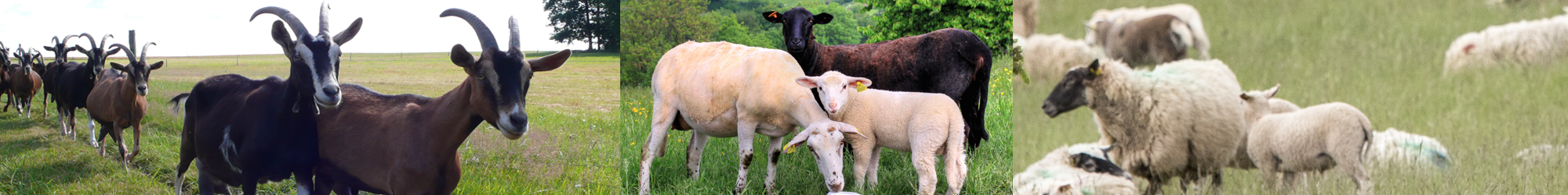 Groupe Filière Petits Ruminants : chèvres et moutons