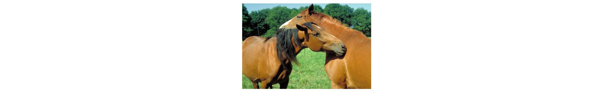 Chevaux