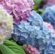 Hydrangea ©Adobe stock