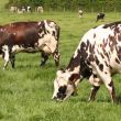 Vaches normandes en paturage