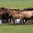 Horses in central Mongolia on the way to Karakorum (Kharkhorin)