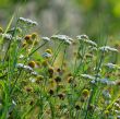 plantes adventices