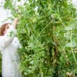 Plants de pois de différentes variétés cultivés en serre, INRAE Dijon