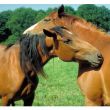 Chevaux