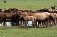 Horses in central Mongolia on the way to Karakorum (Kharkhorin)