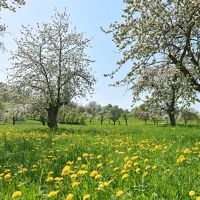 Arbres fruitiers